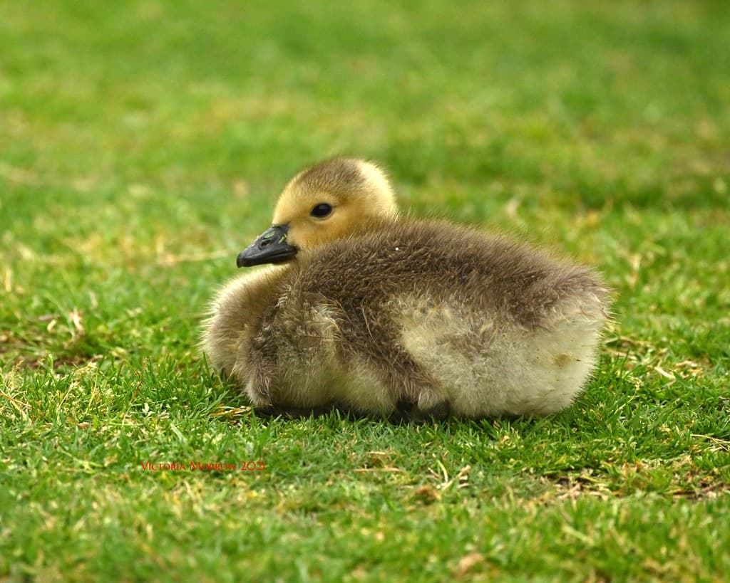 Canada gosling grabbing a rest