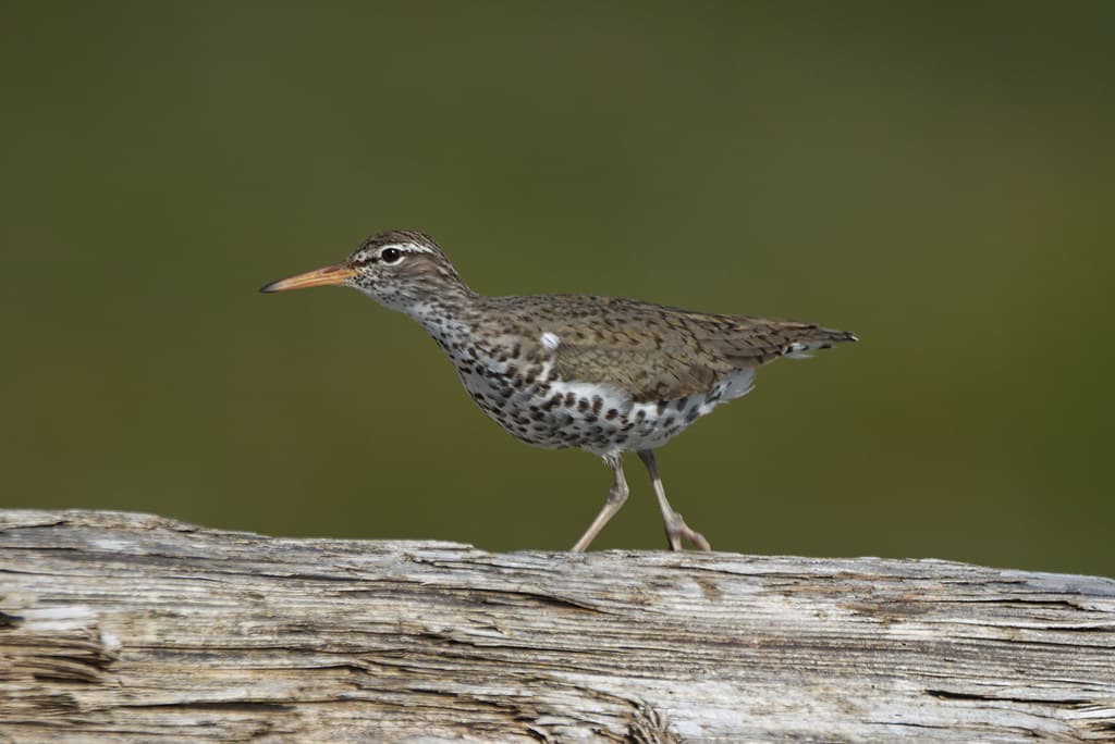 Spotted Sandpiper