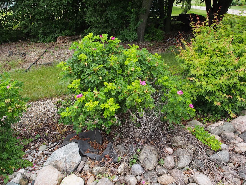 Rosa rugosa 6/2021 Rugosa-