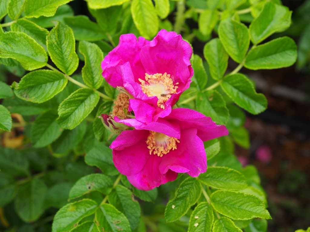 Rosa rugosa 6/2021 Rugosa-
