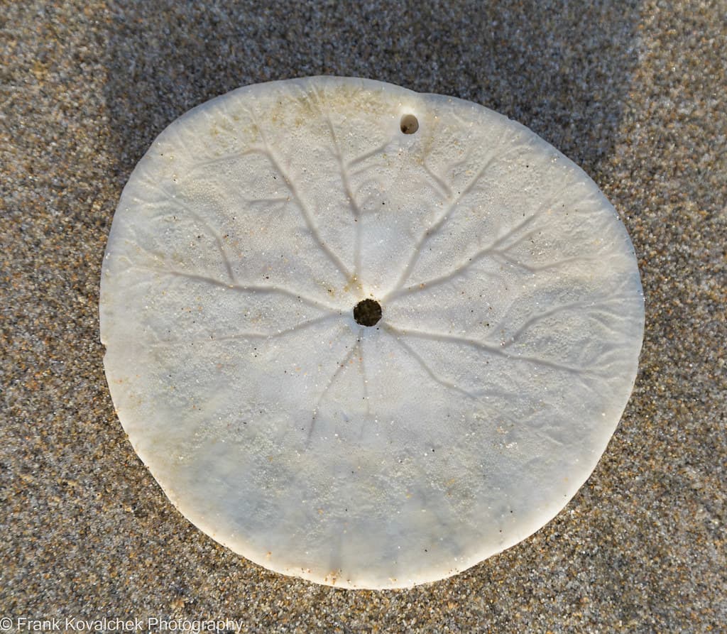 Mostly intact Sand Dollar