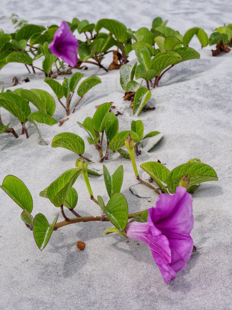 Goat's foot, on the dunes