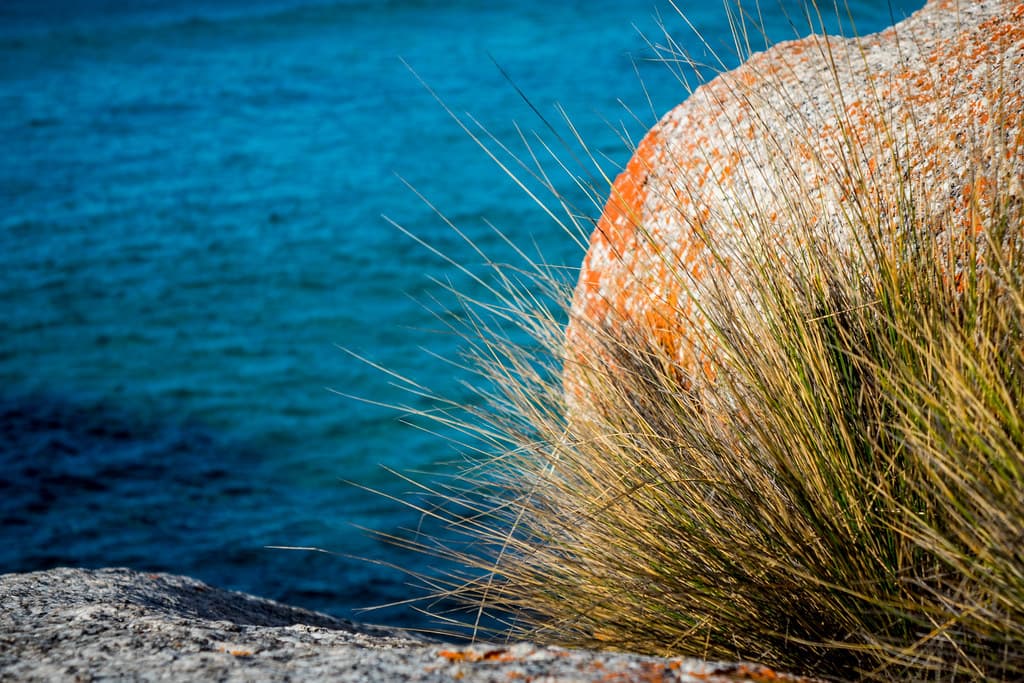 Granite, grass and lichen, Binalong Bay, Bay of Fires, Tasmania