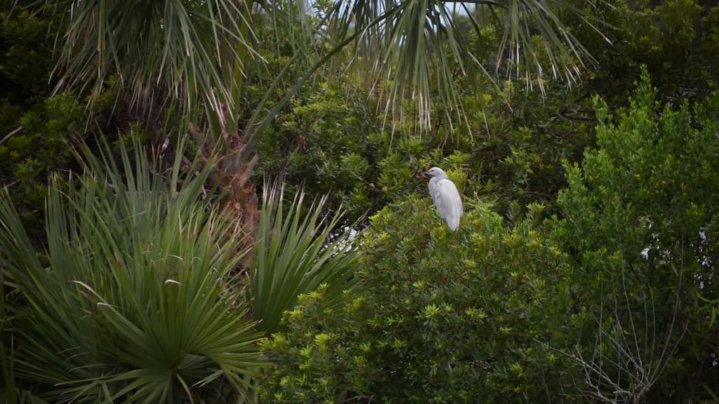 Egret in the foliage