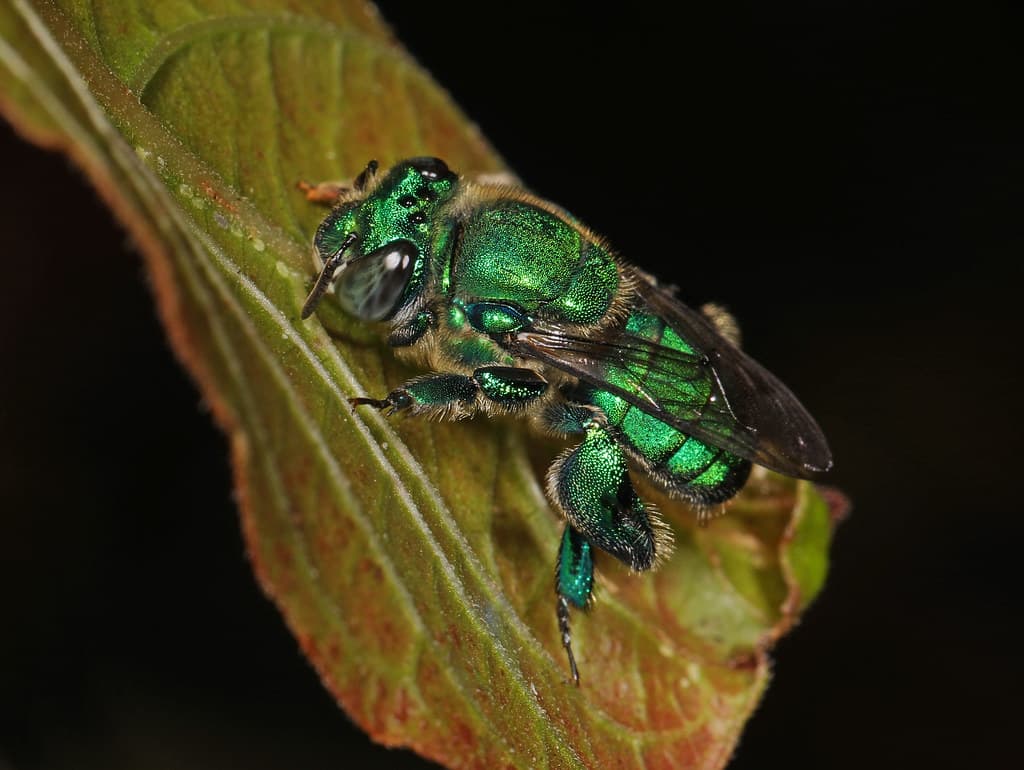 Dilemma Orchid Bee - Euglossa dilemma, Arthur Marshall Loxahatchee National Wildlife Refuge, Boynton Beach, Florida, December 7, 2019