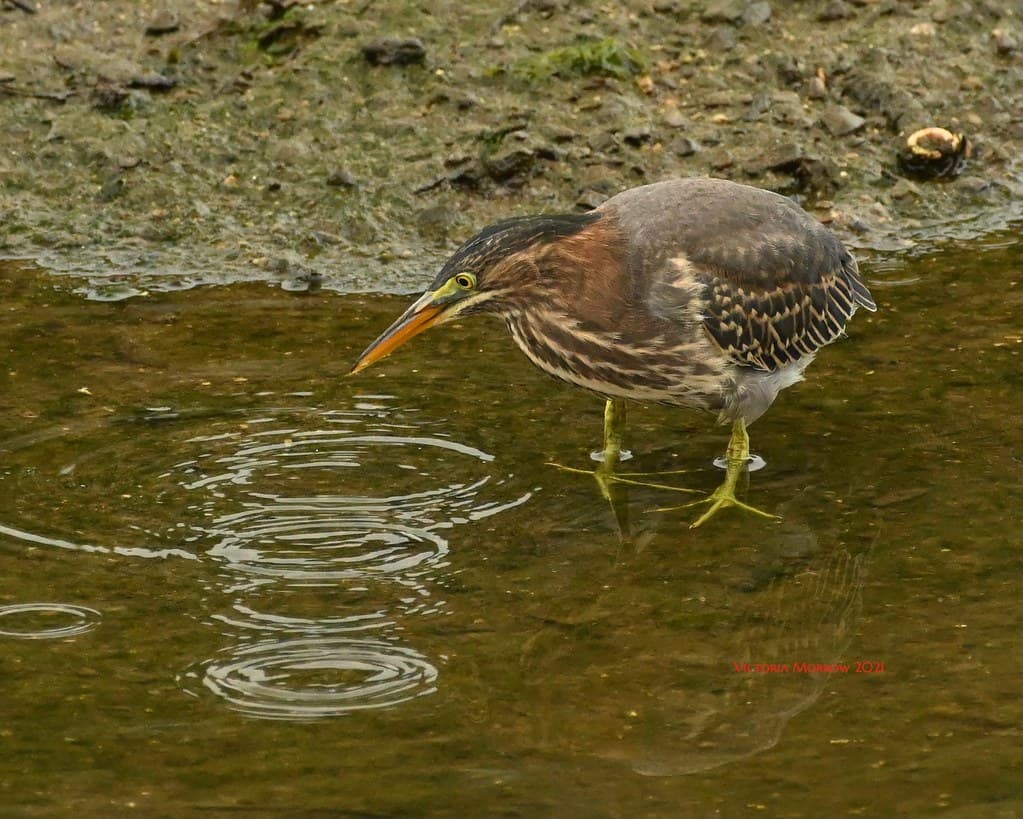 Green heron