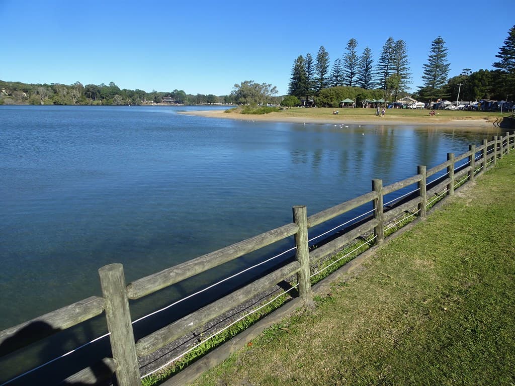 Evans Head NSW. Norfolk Island pines along the estuary.