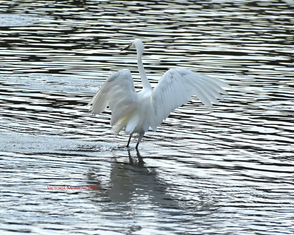 Snowy egret dancing on the creek