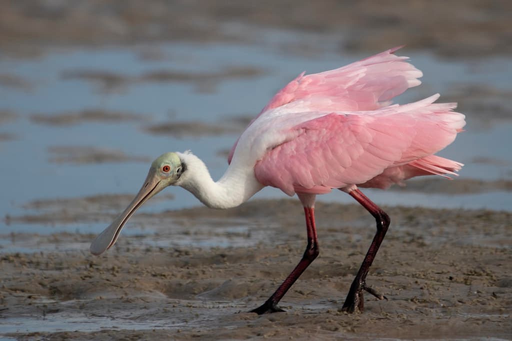 Roseate spoonbill