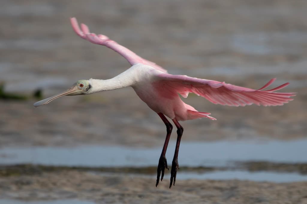 Roseate spoonbill
