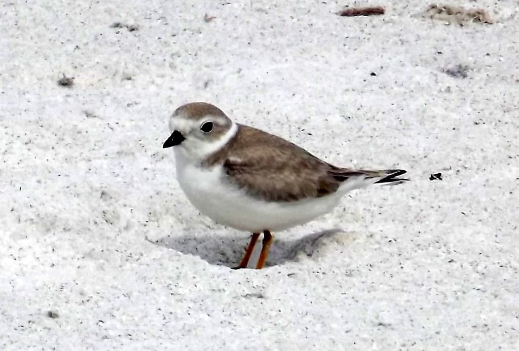 North Lido Beach, Florida, Piping Plover