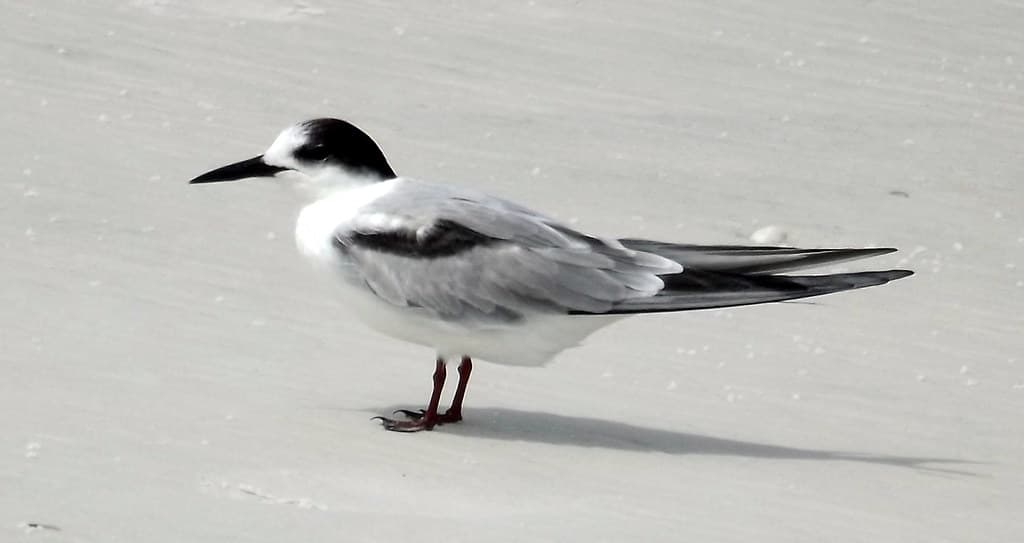 North Lido Beach, Florida, Common Tern