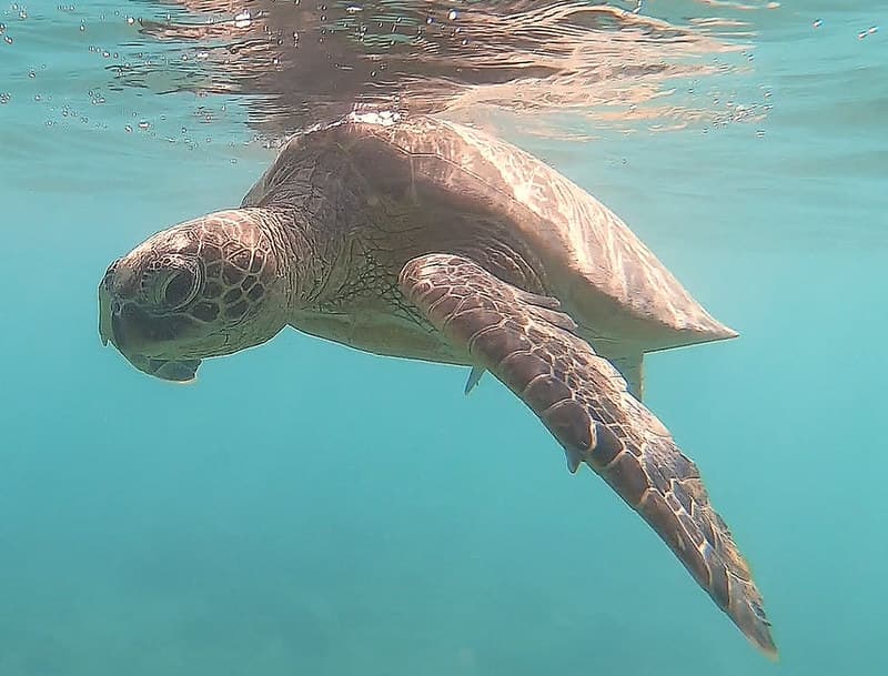 Green Sea Turtle