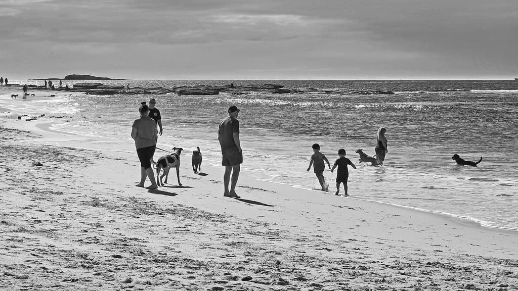 Dog Beach