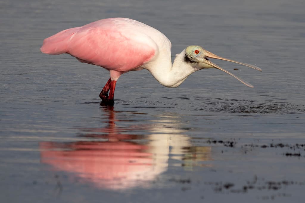 Roseate spoonbill