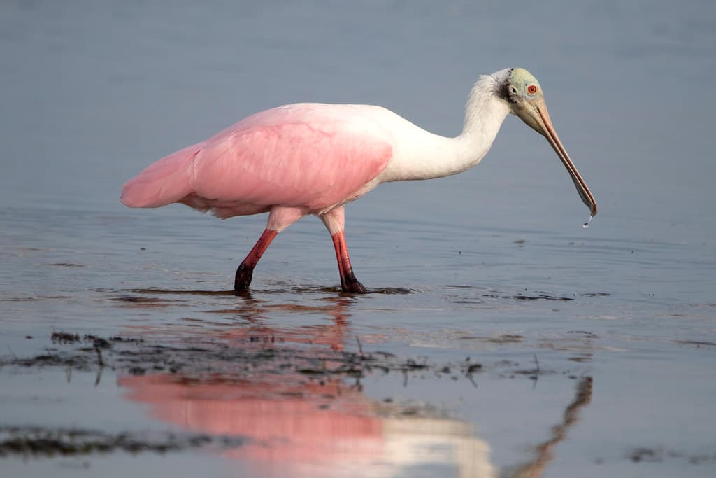 Roseate spoonbill