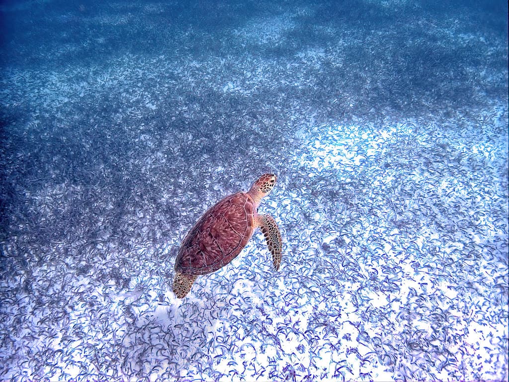Under the Waves at Costa Maya