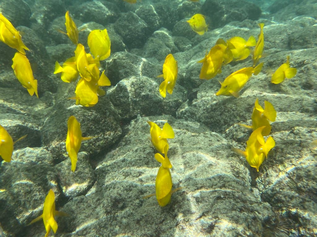 Kahalu‘u Beach Park