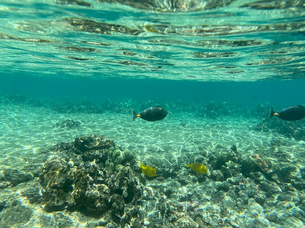 Kahalu‘u Beach Park