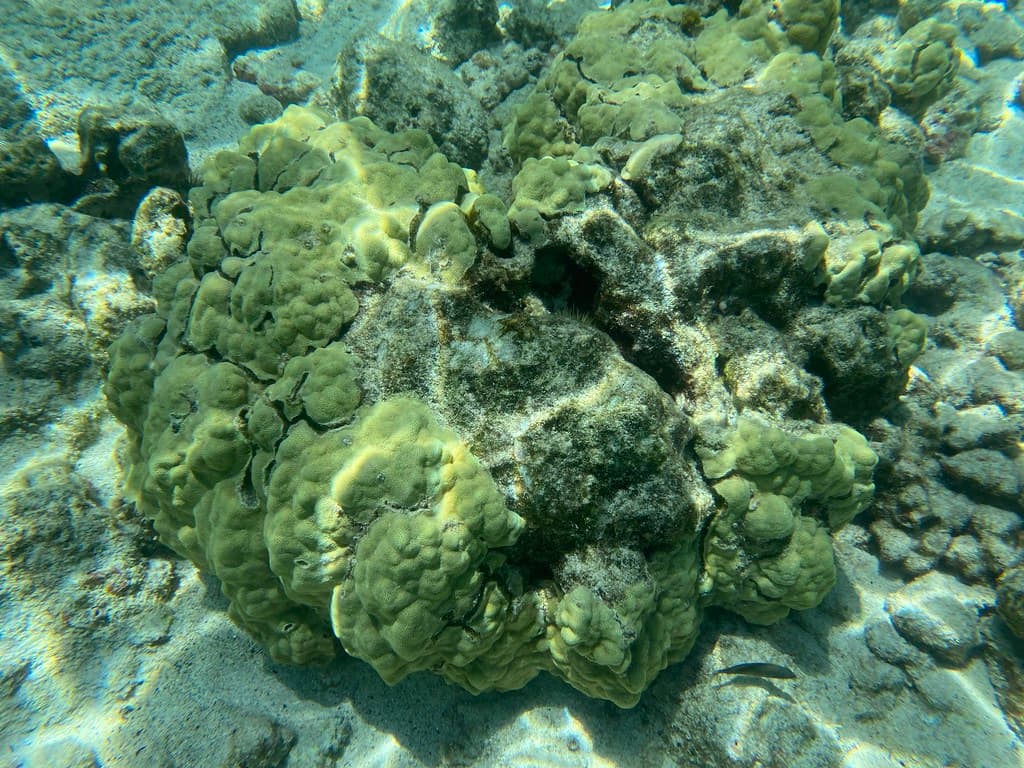 Kahalu‘u Beach Park
