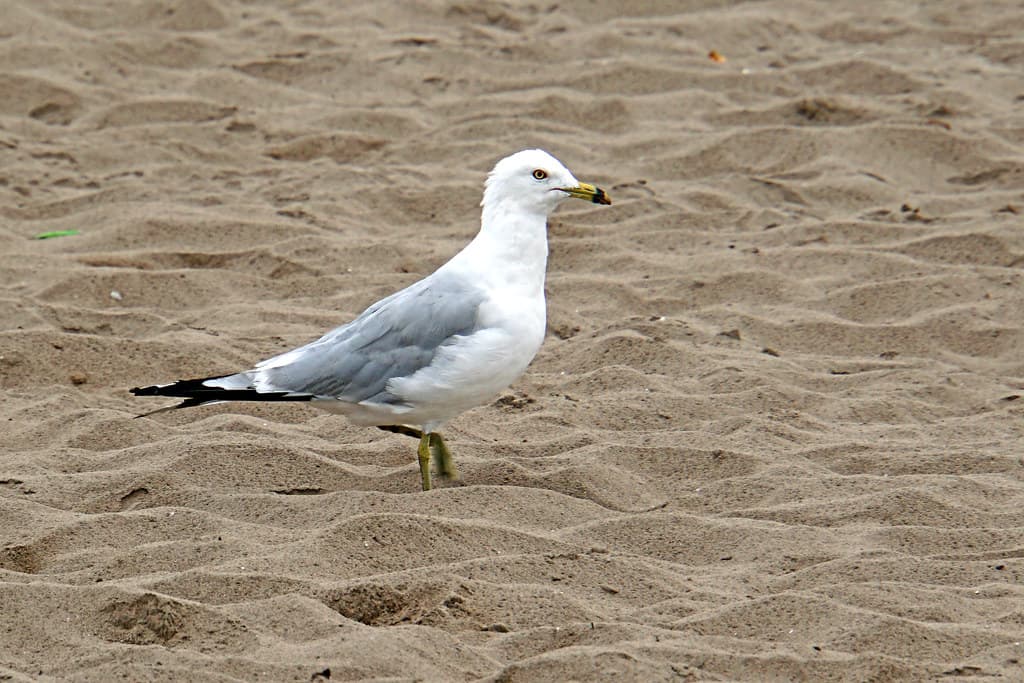 Parlee Beach — photo by dgjarvis10@gmail.com