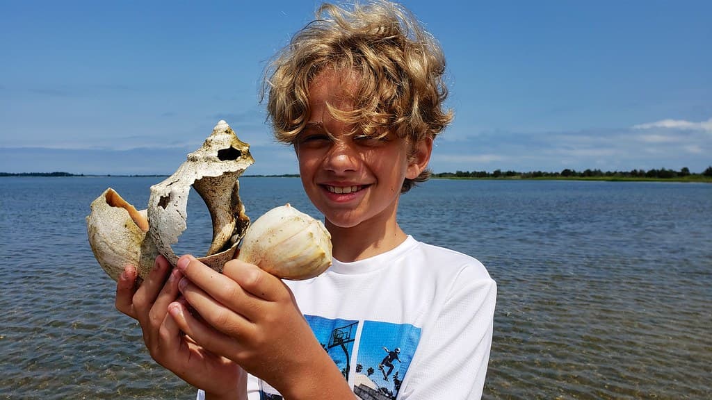 Everett And The Whelk Shells
