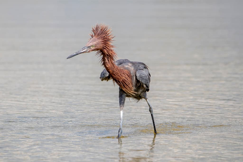 Reddish egret