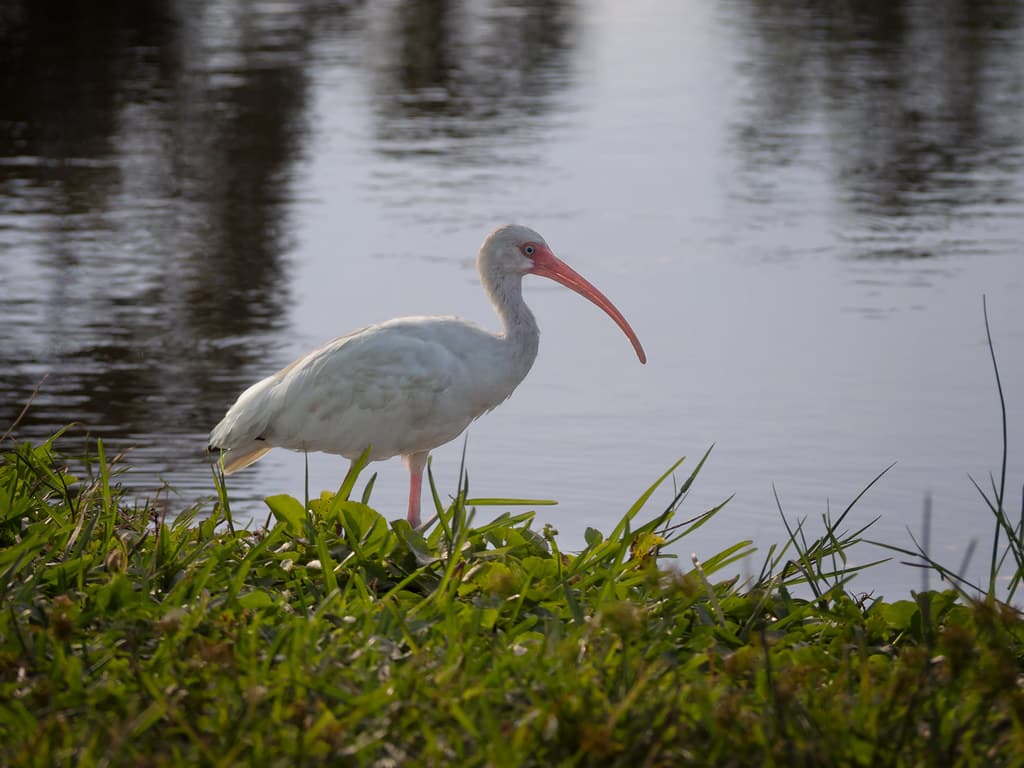 Ibis at pond