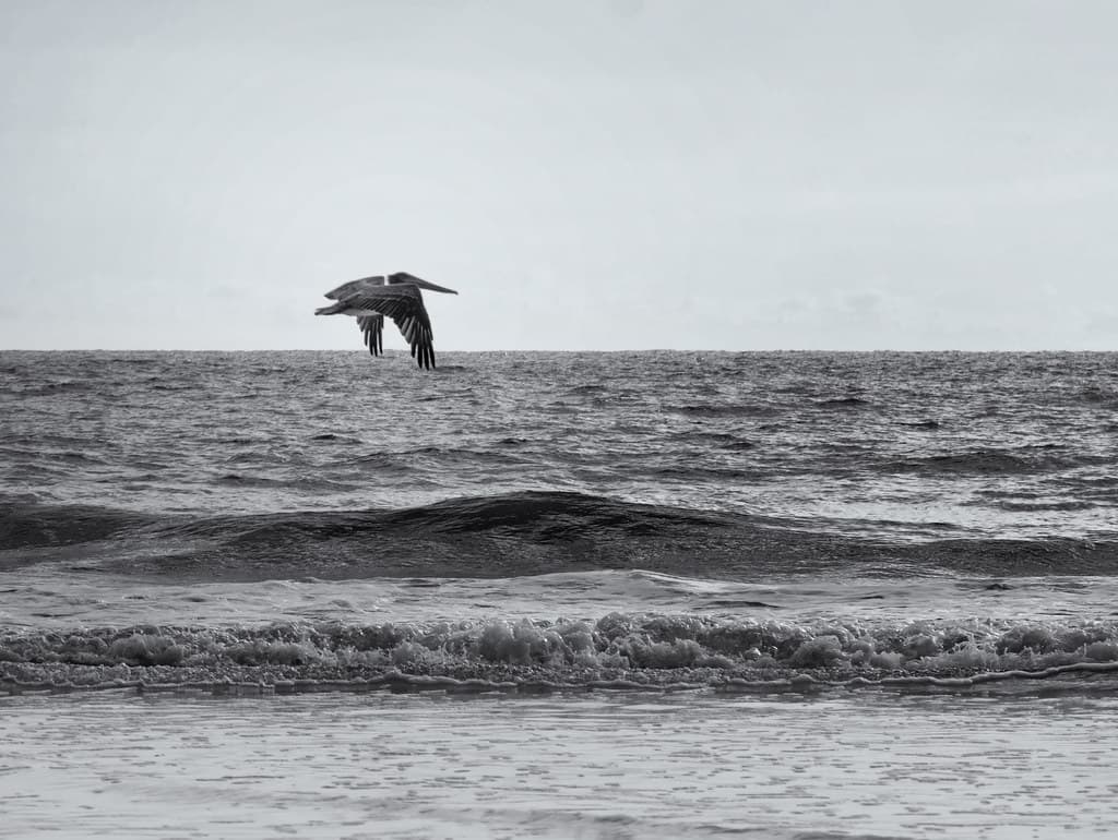 Pelican fishes the shoreline