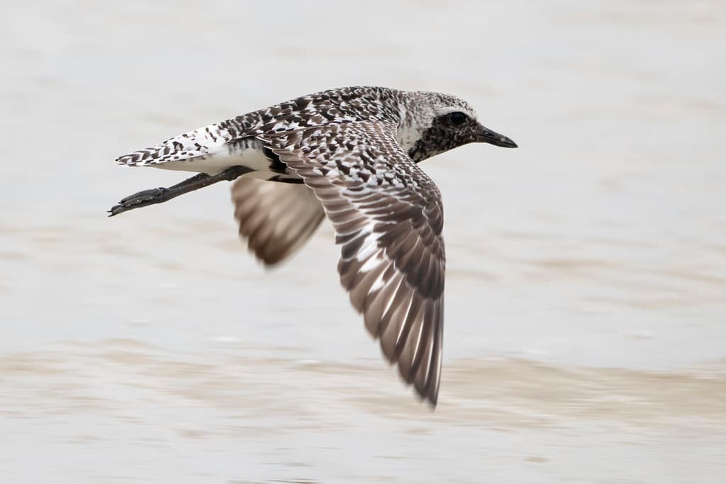 Black-bellied plover