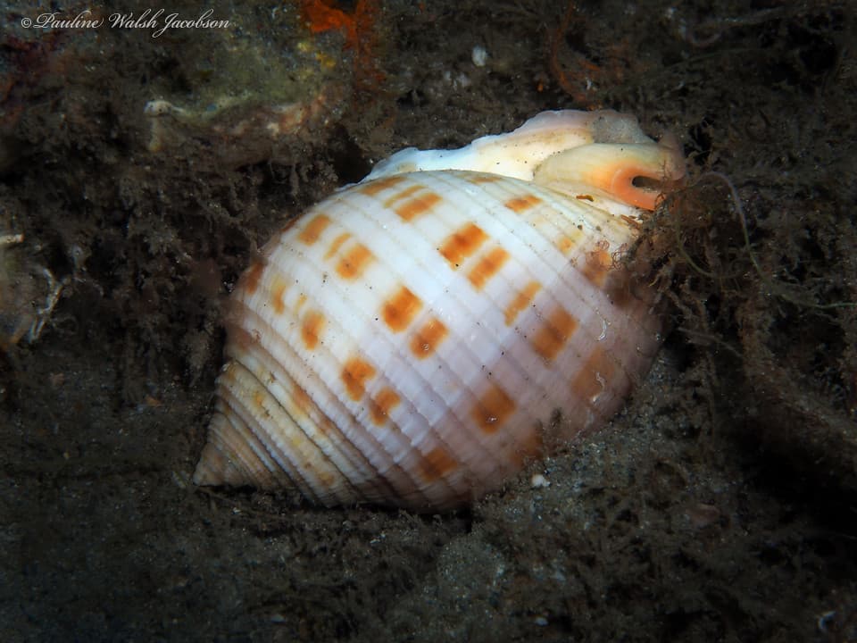 bhb 21 P4305924