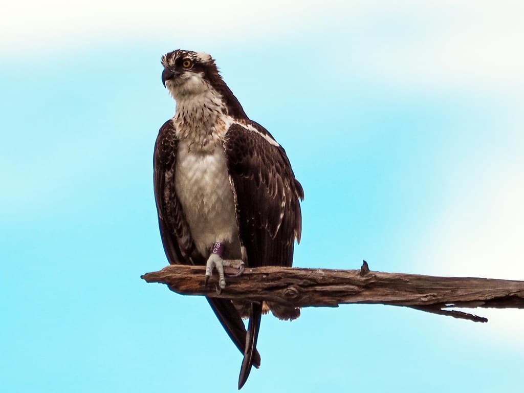 The Osprey Perch at St. Andrews State Park
