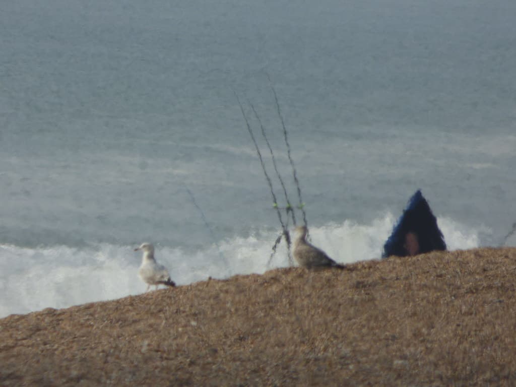 Abbotsbury Beach - gulls and fishing rods