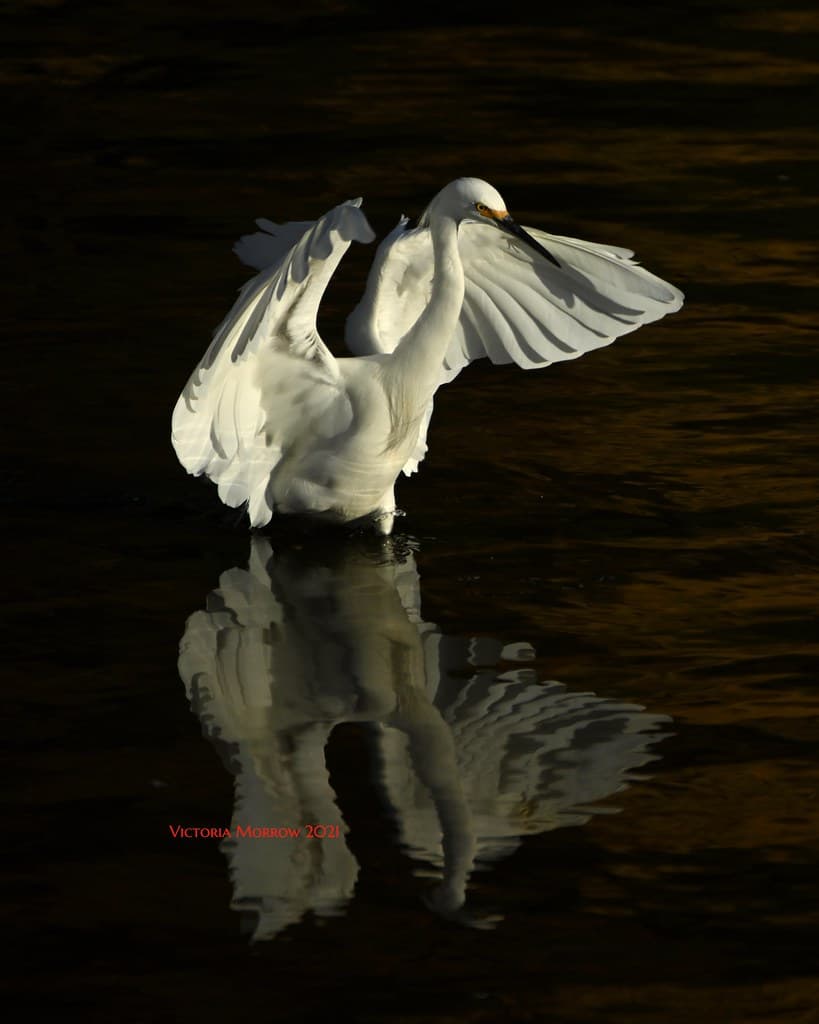 Snowy egret deep in the creek