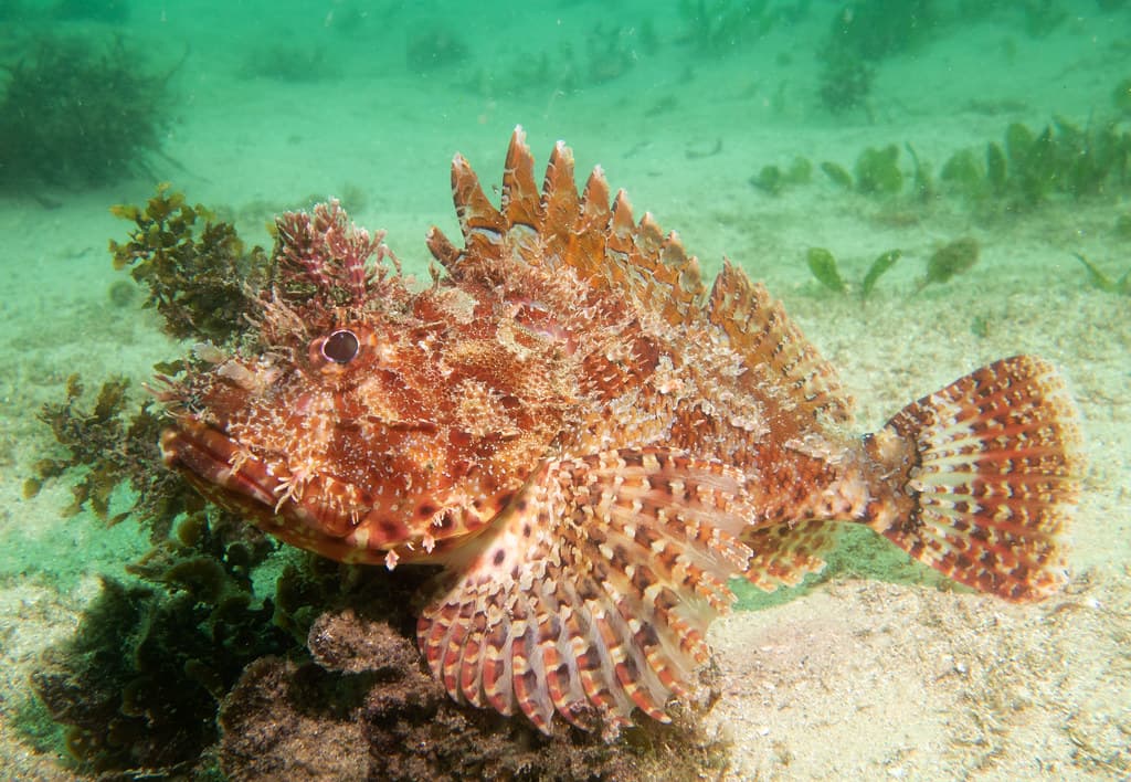 Red scorpionfish
