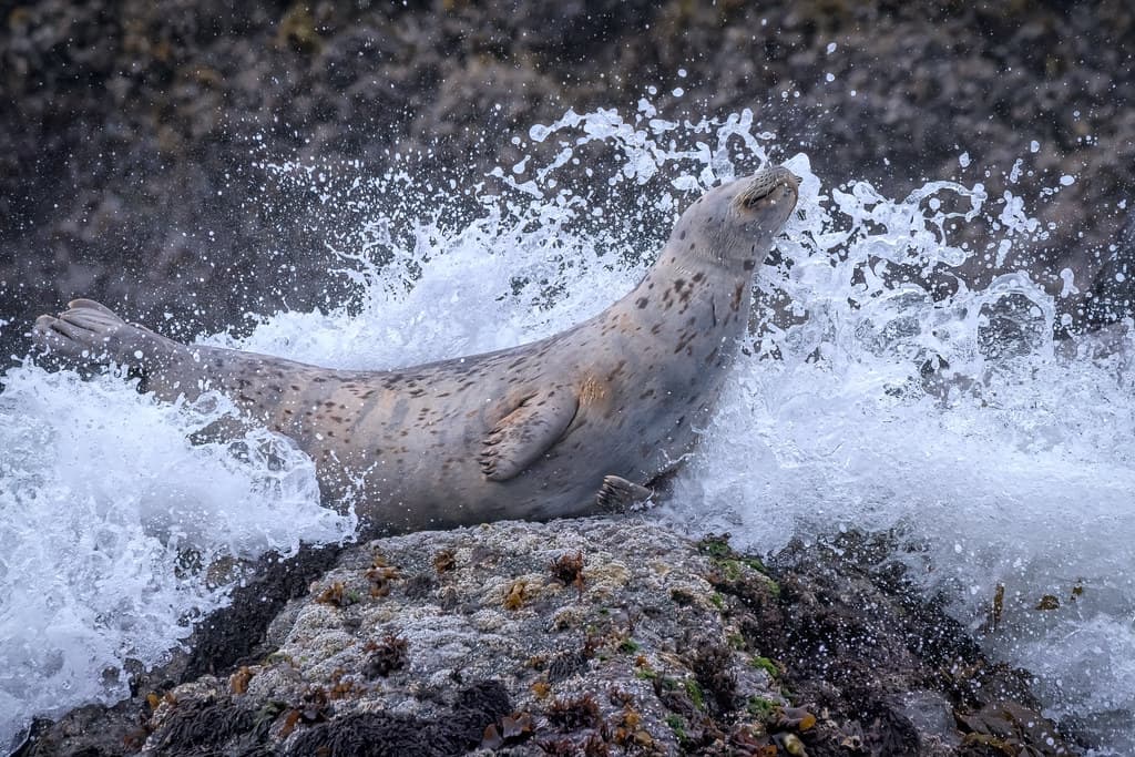 Seal Harbor Beach view 2