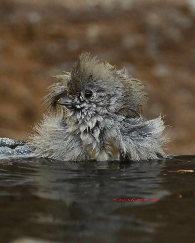 Oak titmouse enjoying its bath at the fountain
