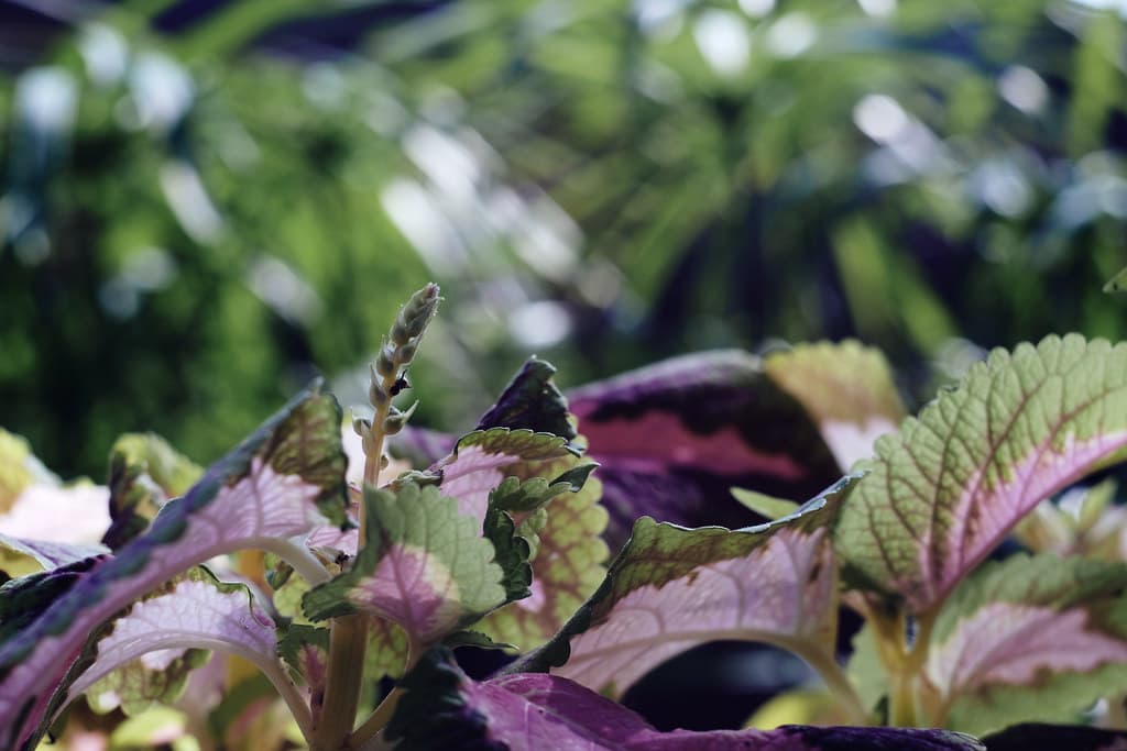Plant life