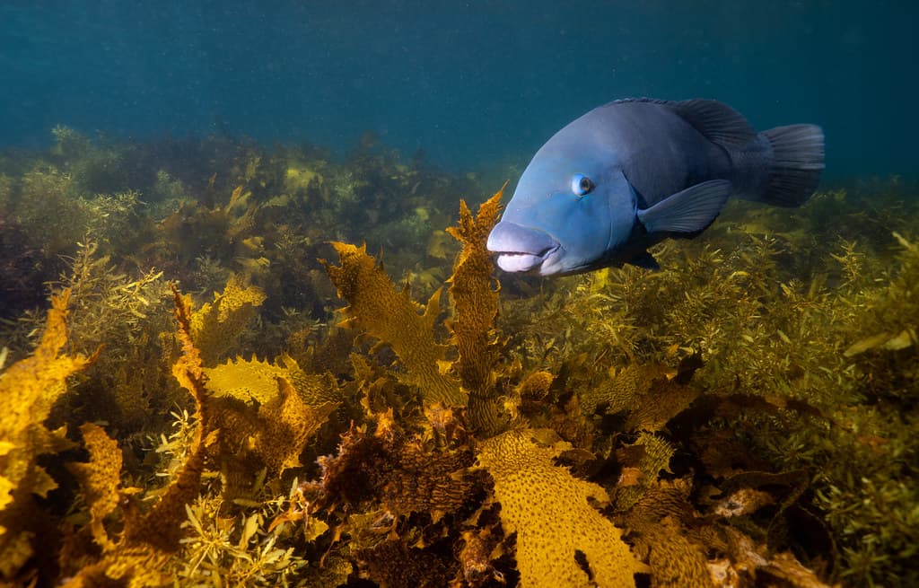 Eastern blue groper