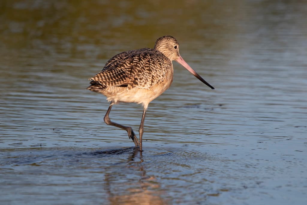 Marbled godwit