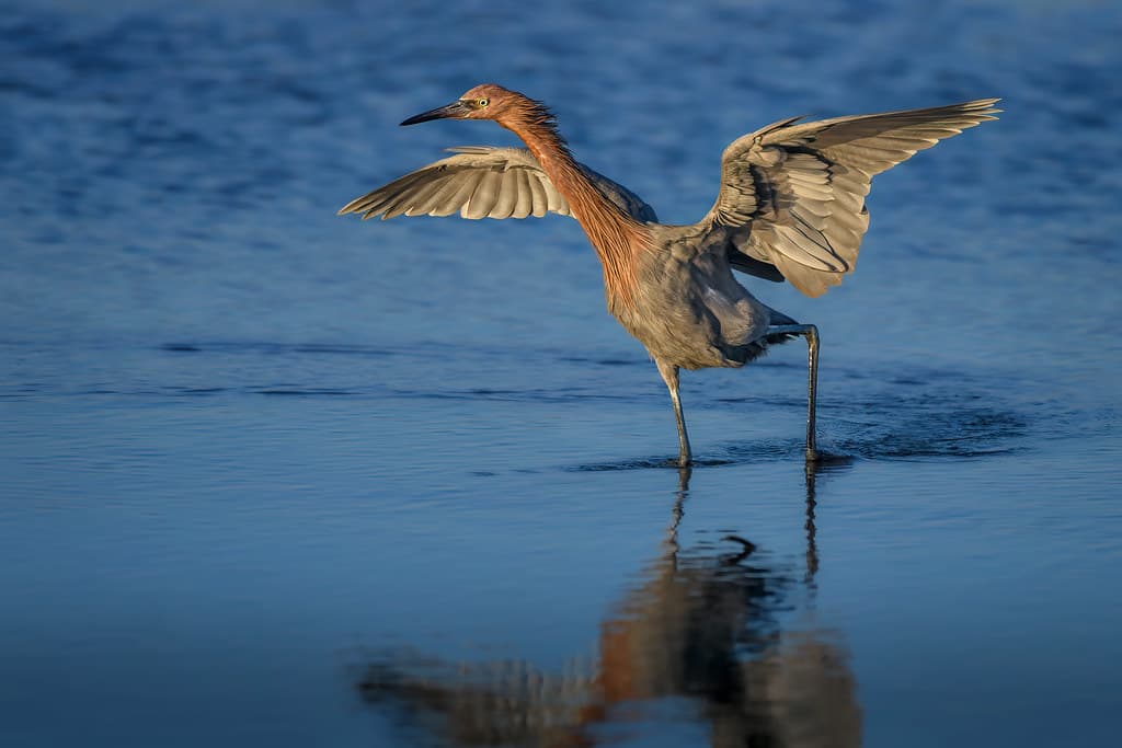 Reddish egret fishing in the morning sunlight at North Beach at Fort DeSoto Park in St. Petersburg, Florida