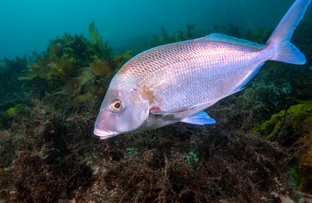 Morwong Beach