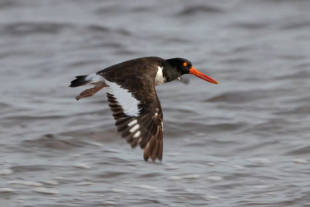 Oystercatcher