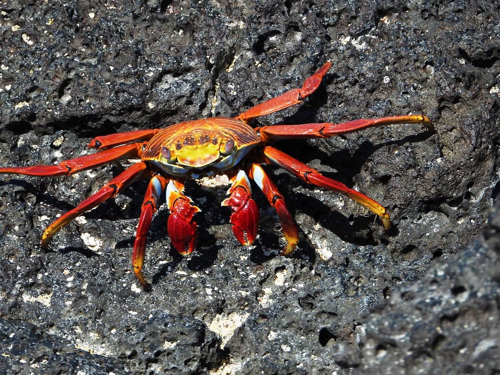 5755ex  Sally Lightfoot Crab on volcanic beach