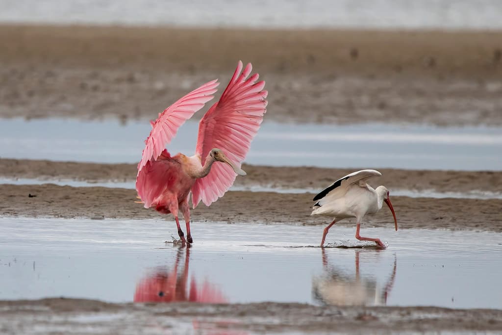Roseate spoonbill