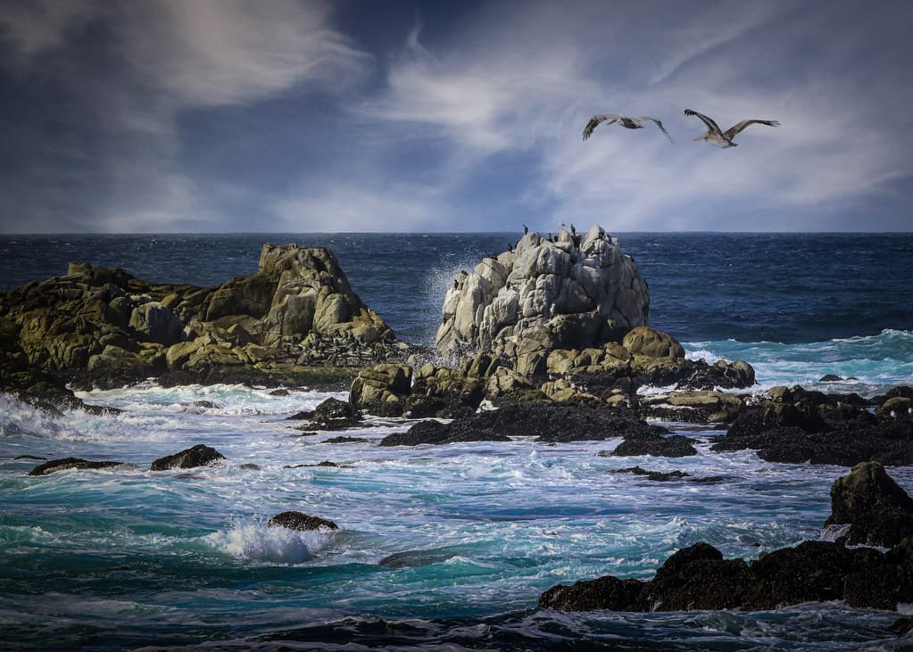 Pelicans in Flight at Asilomer State Beach,