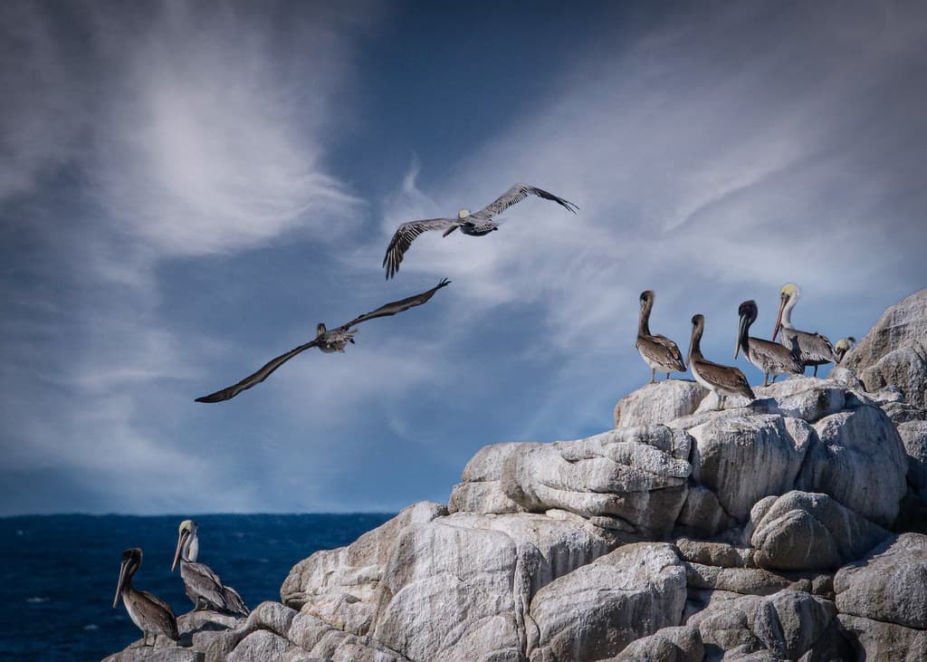 Pelicans On The Coast At Asilomer State Beach