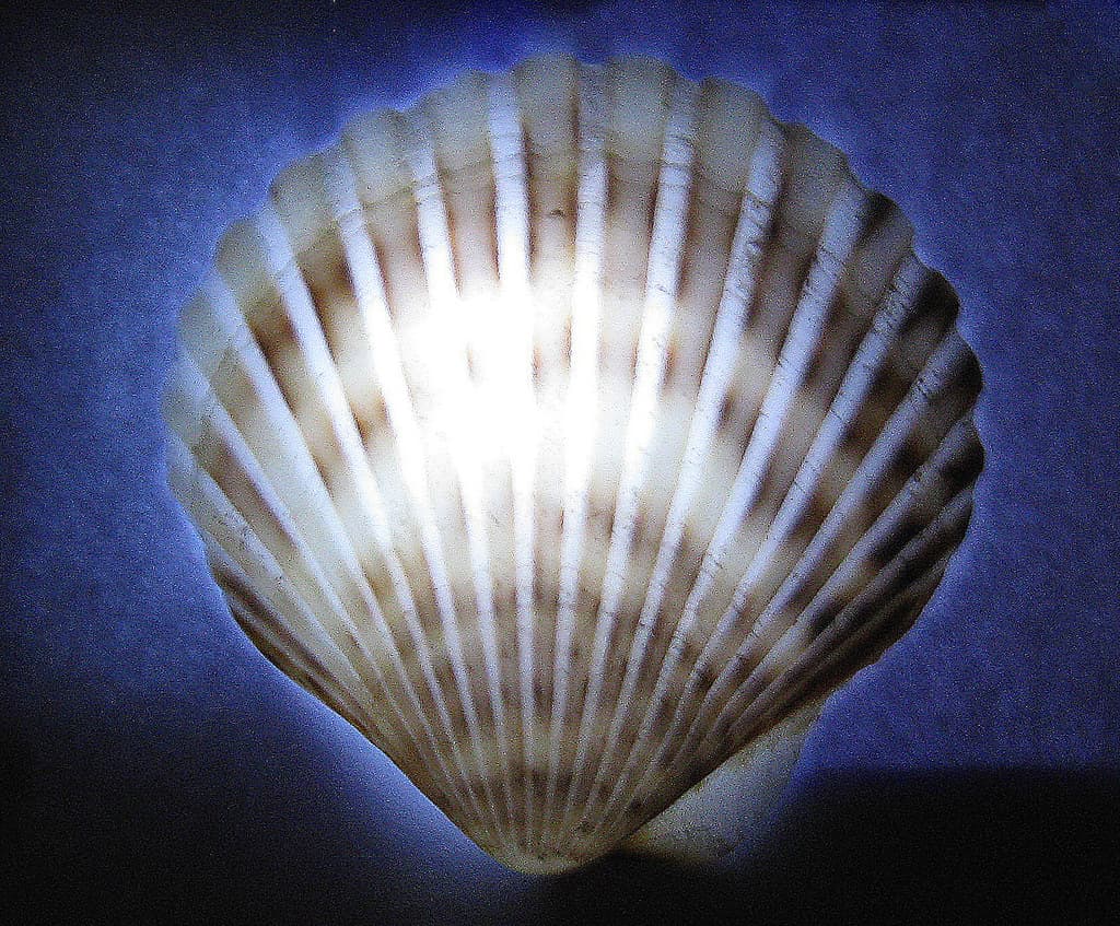 "And Scallops Light the Way"