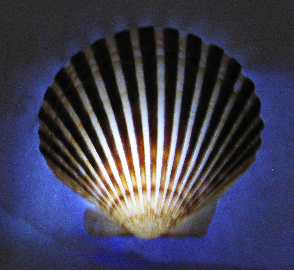 Dark Bay Scallop Shell