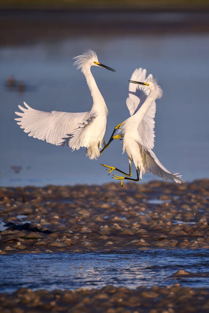 Two Snowy egrets fight for fishing territory in the early morning light on North Beach, Fort DeSoto in St. Petersburg, Florida